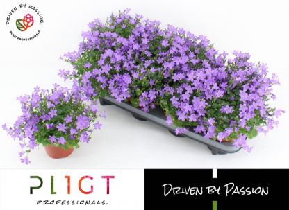 Campanula Blauw 12 cm - per 6 stuks