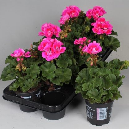 Geraniums Staande (Pelargonium Zonale) 10,5 cm - per 8 stuks