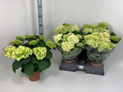 Hortensia 14 cm (Hydrangea macrophylla) - Afbeelding 2
