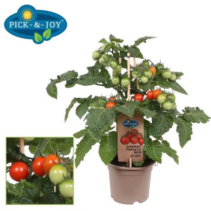 Tomatenplant 14 cm