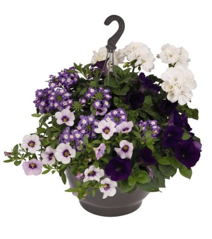 Perkgoedmix in 27 cm hangpot (aanrader!!) - Afbeelding 2