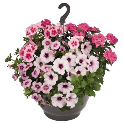 Perkgoedmix in 27 cm hangpot (aanrader!!)
