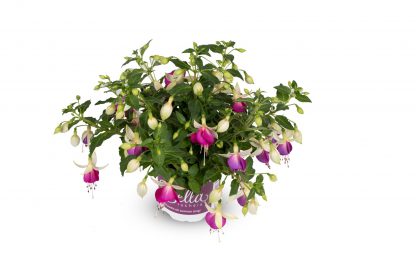 Fuchsia hang / staand 10,5cm