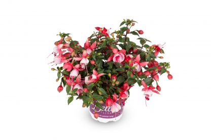 Fuchsia hang / staand 10,5cm - Afbeelding 5