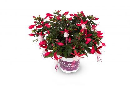 Fuchsia hang / staand 10,5cm - Afbeelding 2