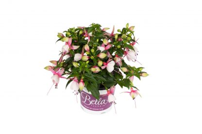 Fuchsia hang / staand 10,5cm - Afbeelding 3